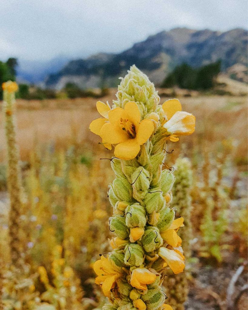 garden-consultation-4